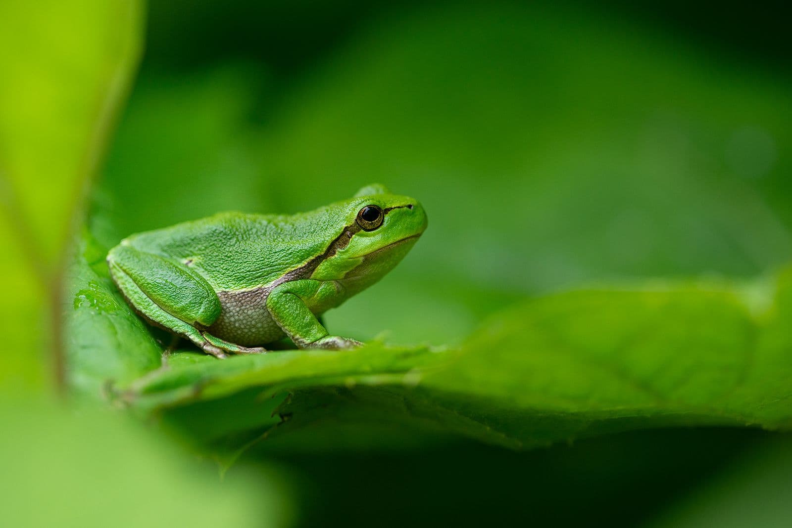 Amfibier og reptiler Bulgaria