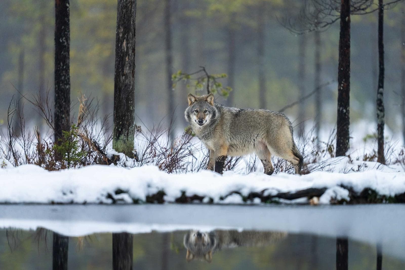 Finland — Brunbjørn og ulv i midnattsol