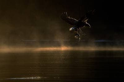 Ørnenes rike høstfarger