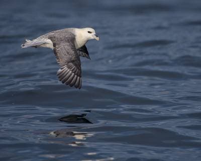 Lunder på Runde — 43