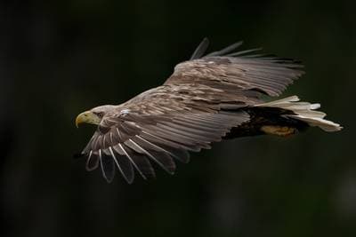 Lunder på Runde — 44