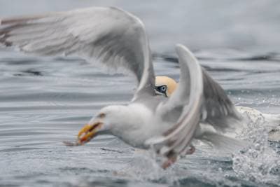 Lunder på Runde — 45