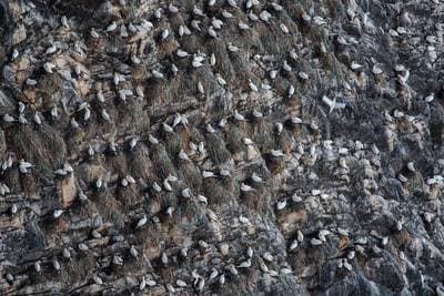 Lunder på Runde — 1