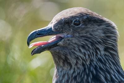 Lunder på Runde — 2