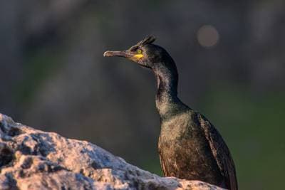 Lunder på Runde — 4