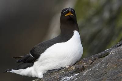 Lunder på Runde — 34