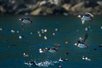 Lunder på Runde — 5