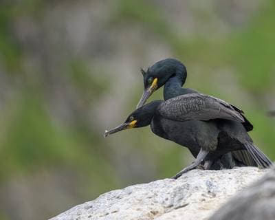 Lunder på Runde — 8