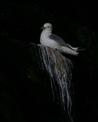 Lunder på Runde — 14