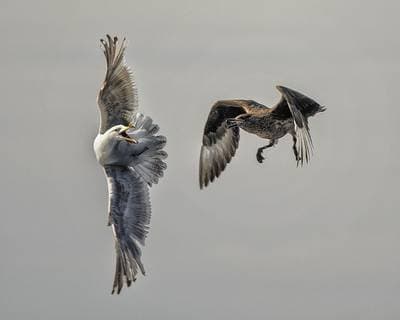 Lunder på Runde — 35