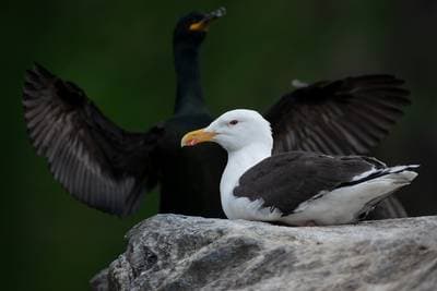 Lunder på Runde — 15