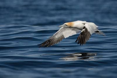 Lunder på Runde — 36