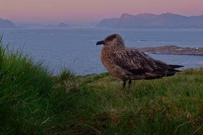 Lunder på Runde — 28