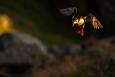 Lunder på Runde — 31