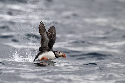 Lunder på Runde — 33