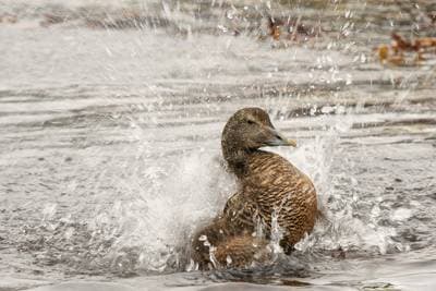 Lunder på Runde — 37