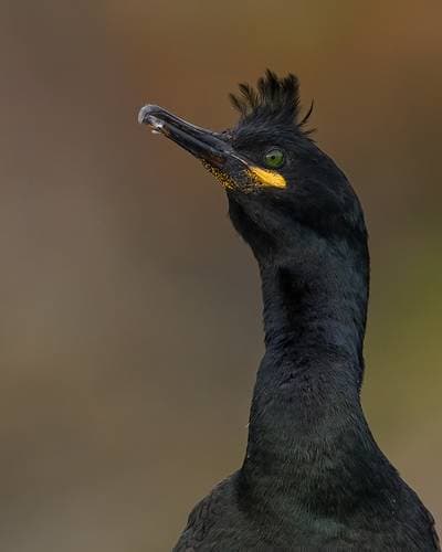 Lunder på Runde — 38