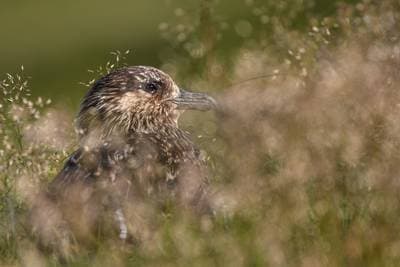 Lunder på Runde — 40