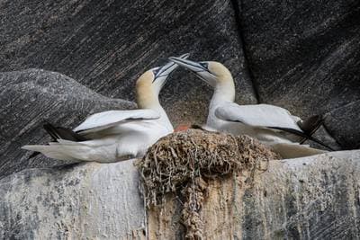 Lunder på Runde — 41
