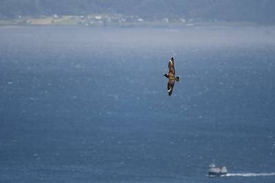 Lunder på Runde — 42