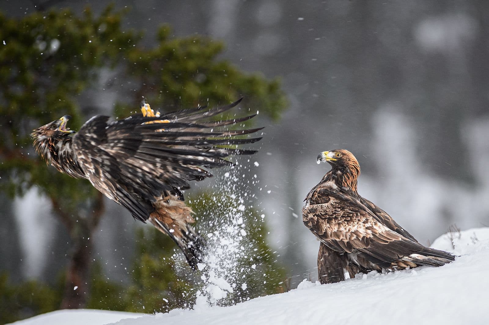 Vinter i ørneriktet