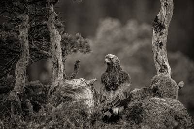 Vinter i ørneriktet — 7