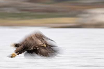 Vinter i ørneriktet — 8