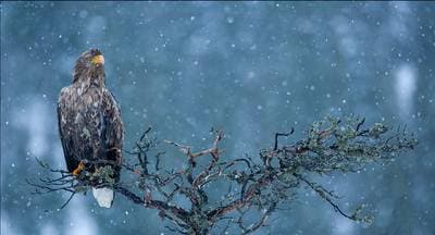 Vinter i ørneriktet — 9