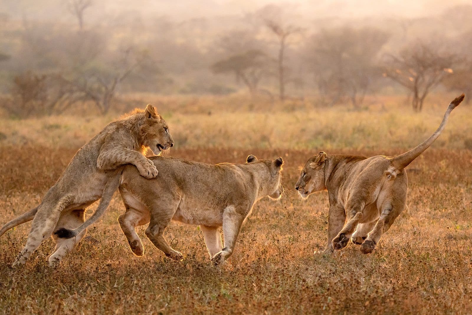 Fotosafari i Afrika – alt du trenger å vite før din første fotoreise