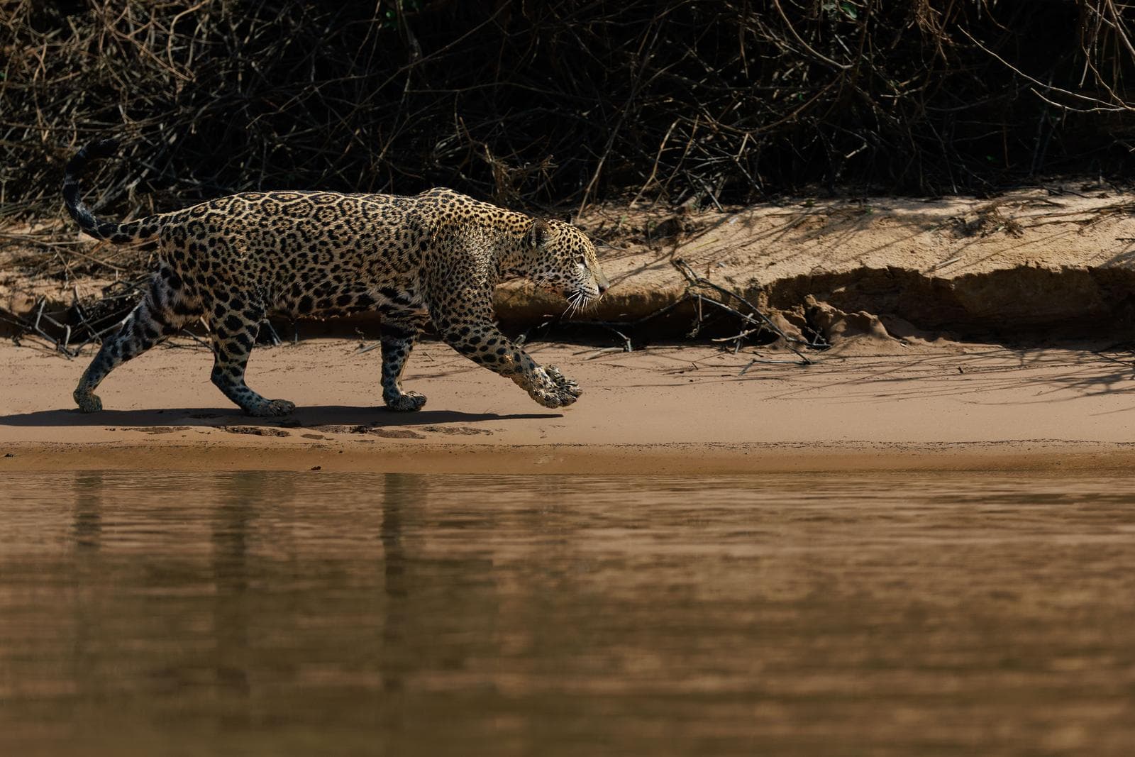 Sony FE 100–400mm F4.5 GM OSS – den perfekte wildlife-zoomen?
