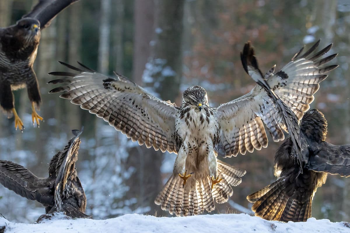 Ormvråkar i snön