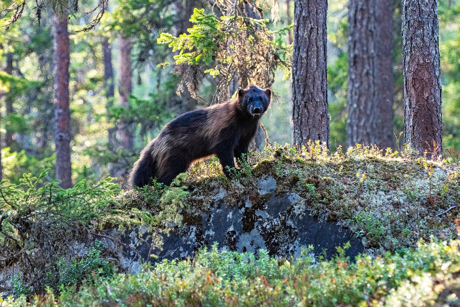 Bjørner og ulver i klassiske finske trakter — 19