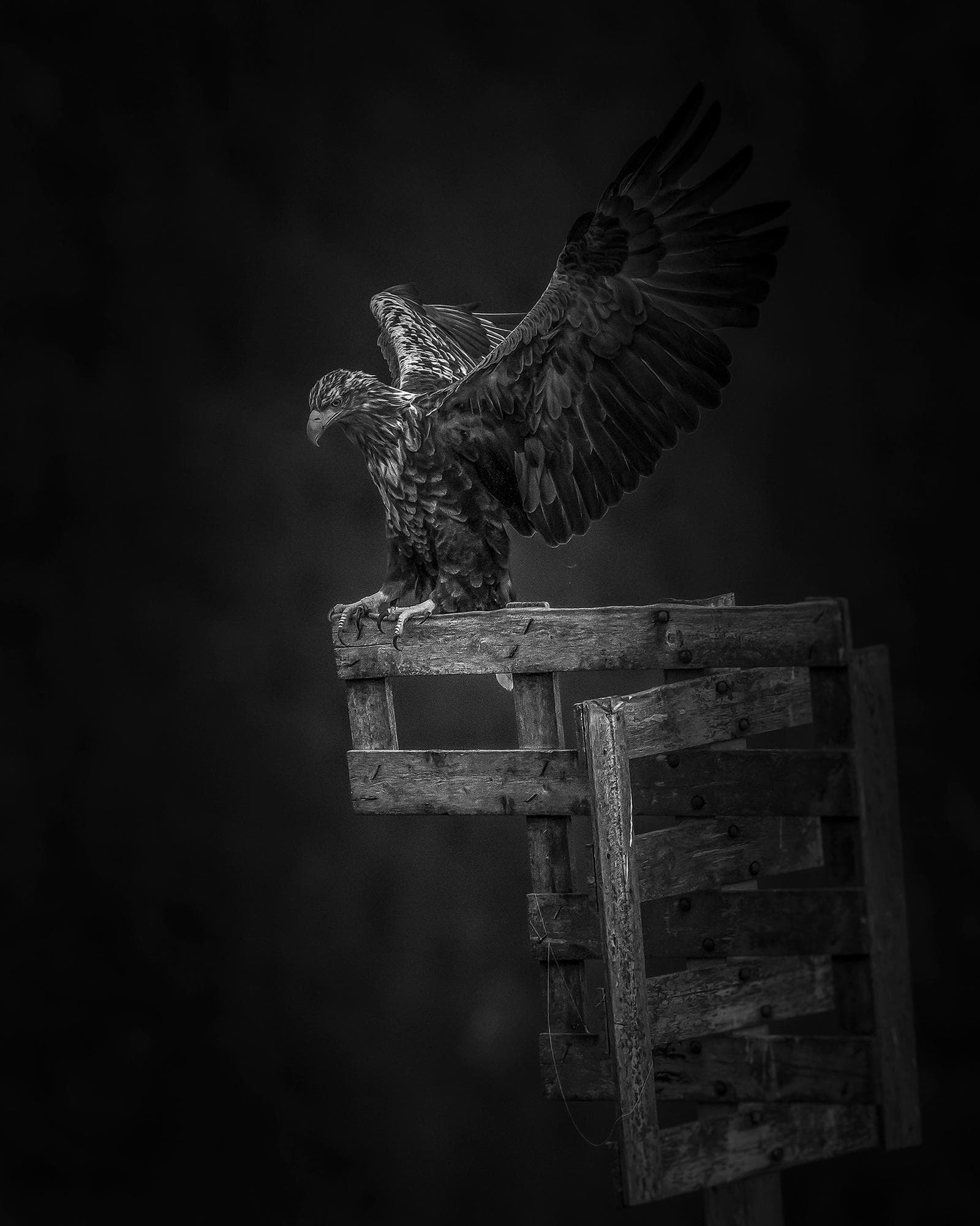 Vinter i ørneriktet — 19