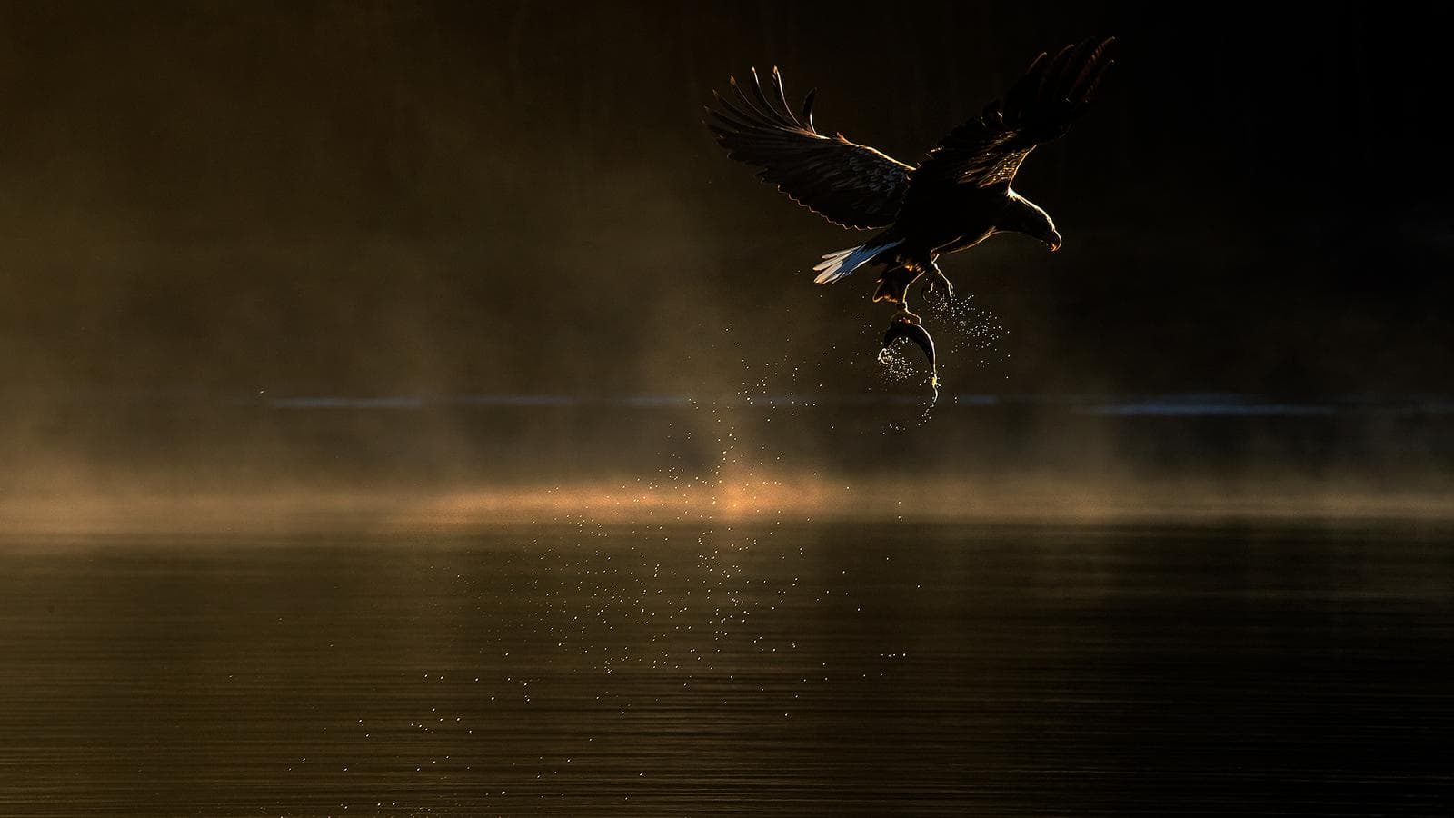 Vinter i ørneriktet — 6