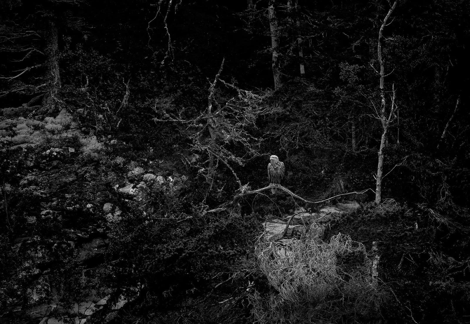 Vinter i ørneriktet — 20