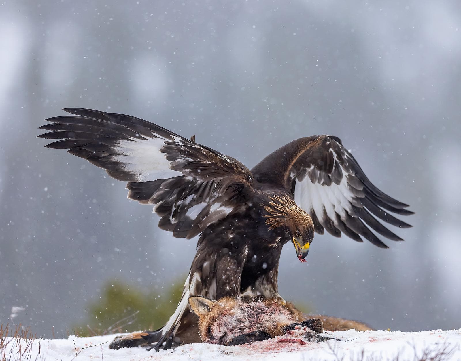 Vinter i ørneriktet — 17