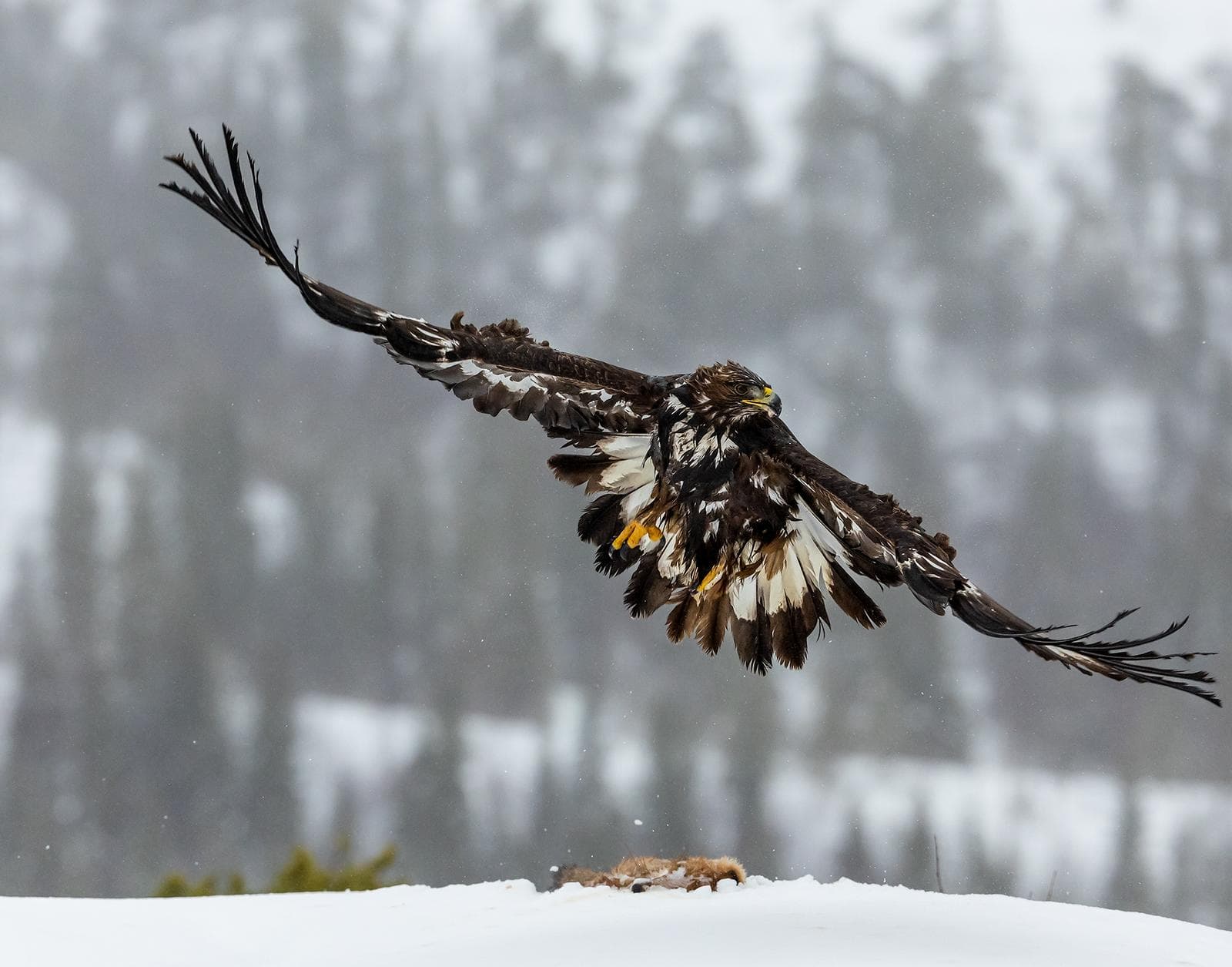 Vinter i ørneriktet — 18