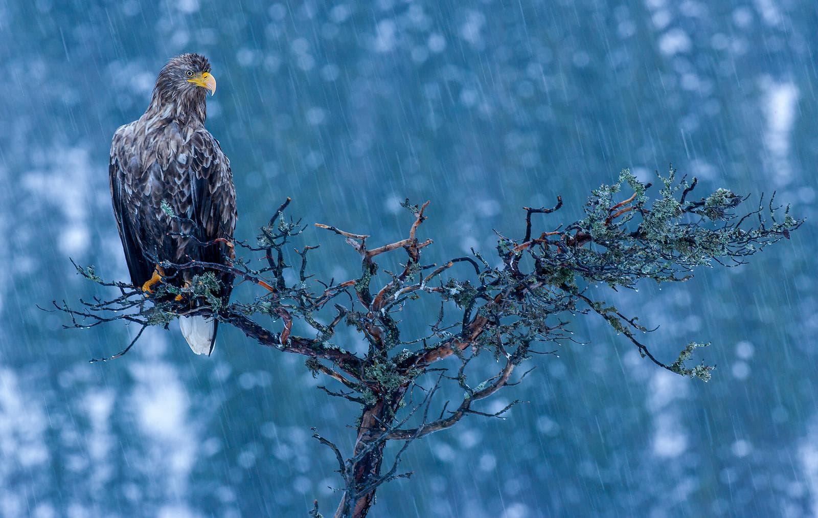 Vinter i ørneriktet — 16