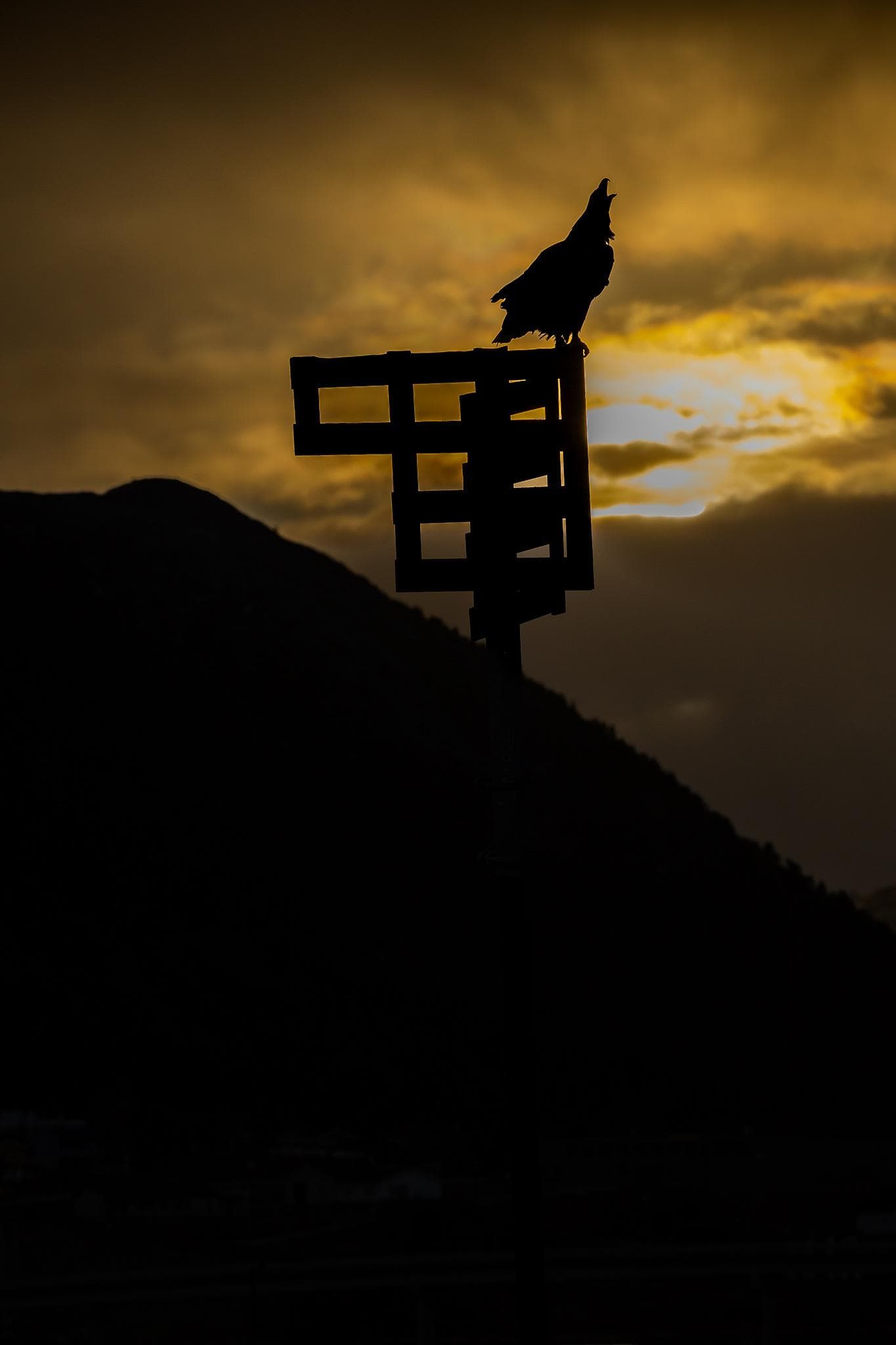 Vinter i ørneriktet — 21