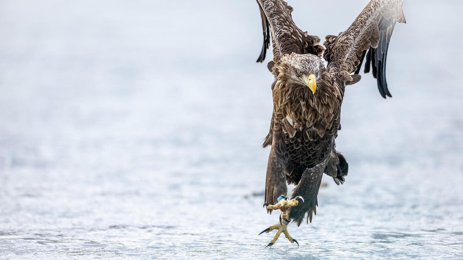 Vinter i ørneriktet — 5