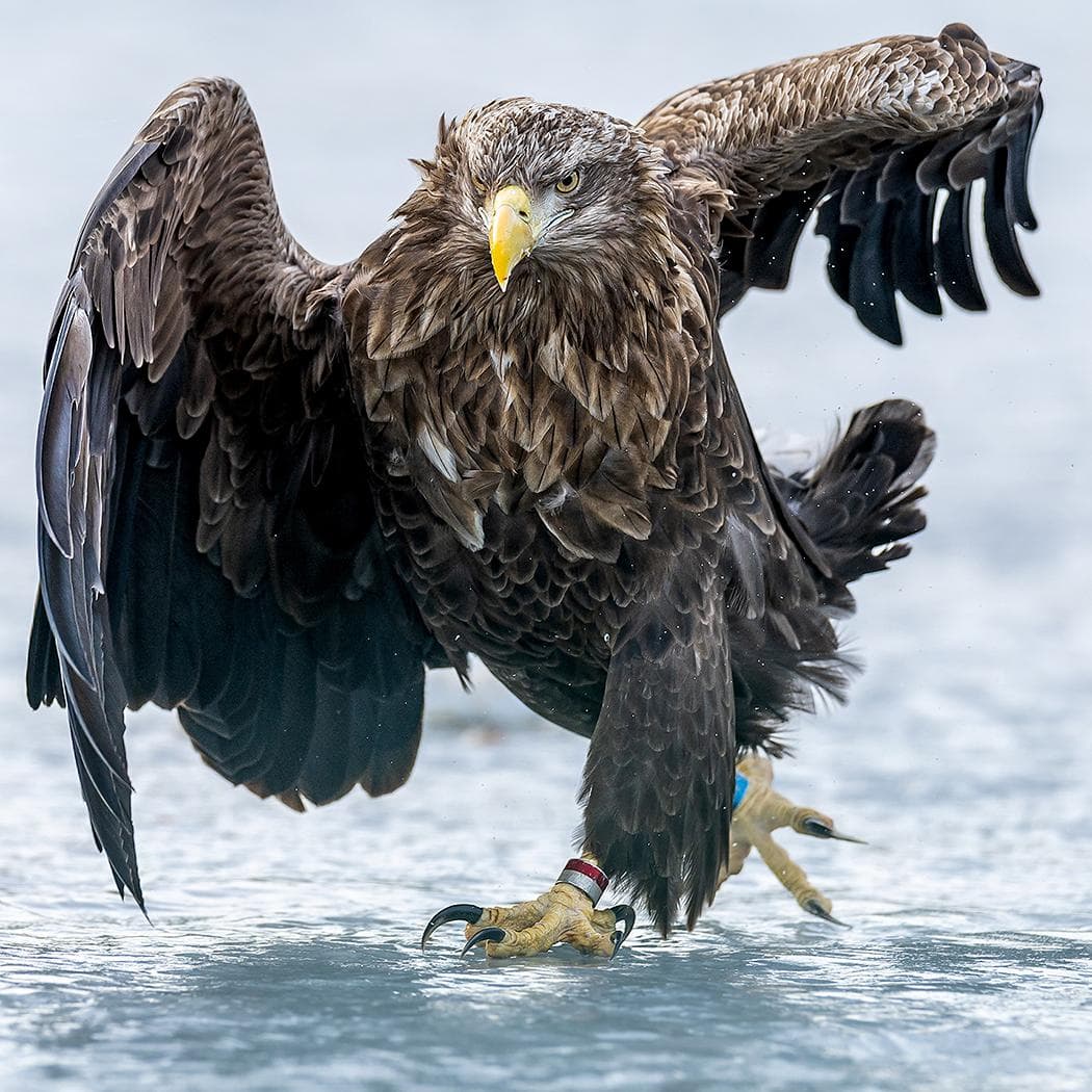 Vinter i ørneriktet — 2