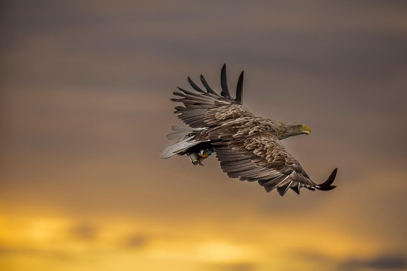 Vinter i ørneriktet — 14