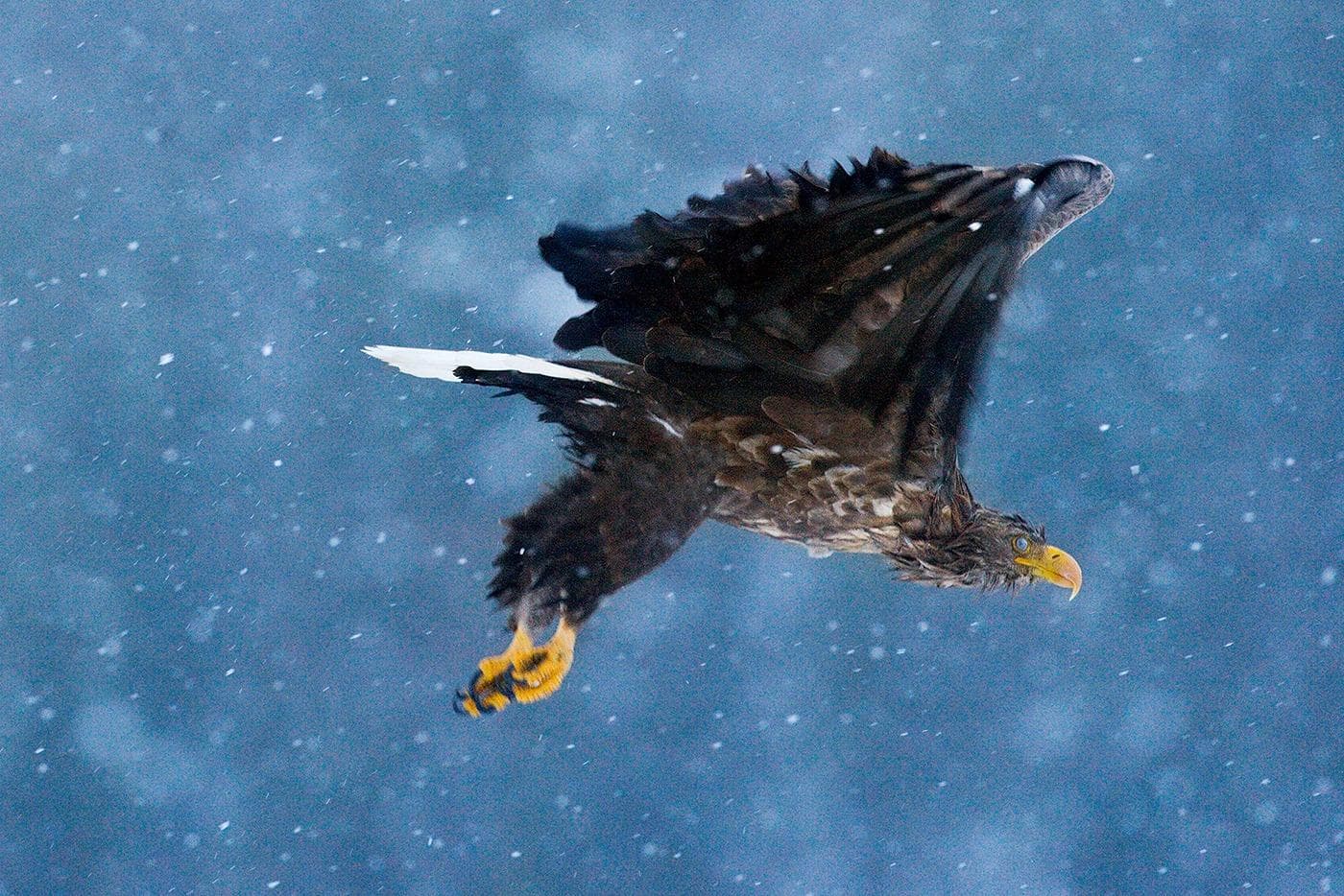 Vinter i ørneriktet — 13