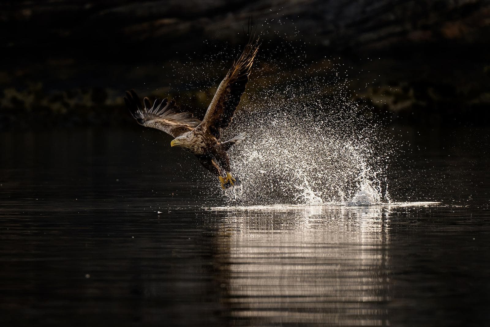 Vinter i ørneriktet — 24