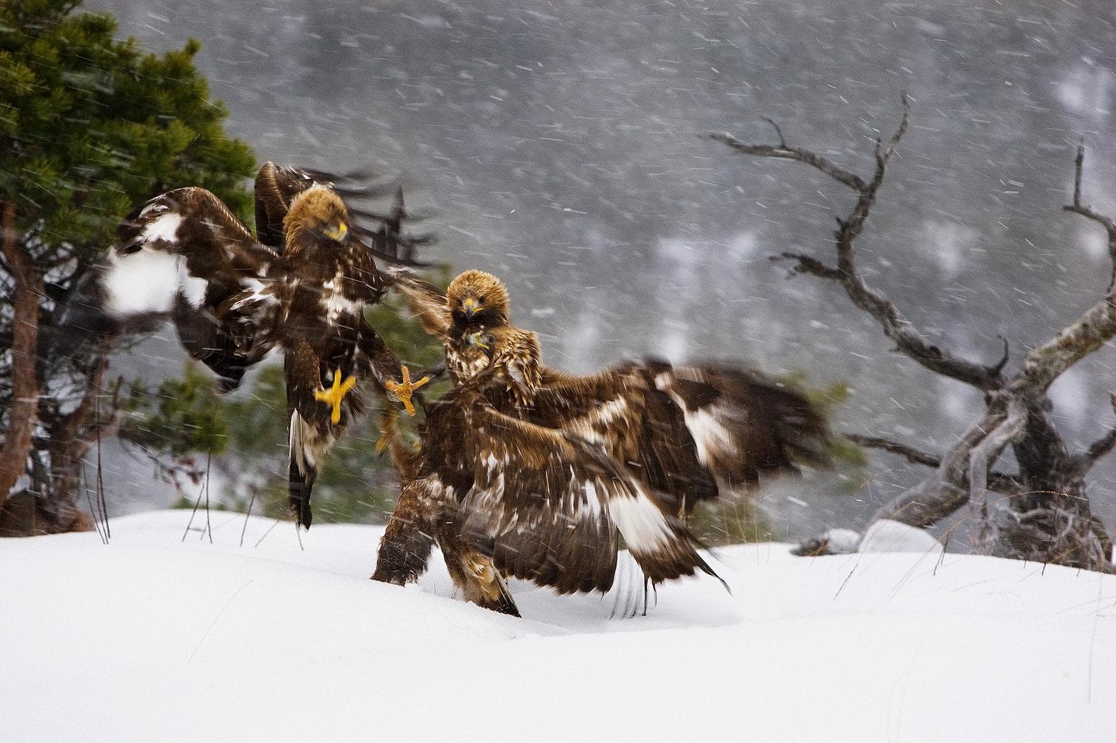 Vinter i ørneriktet — 15