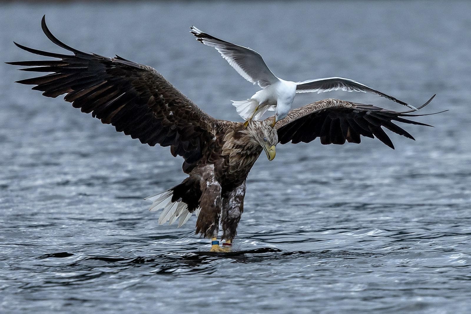 Vinter i ørneriktet — 12