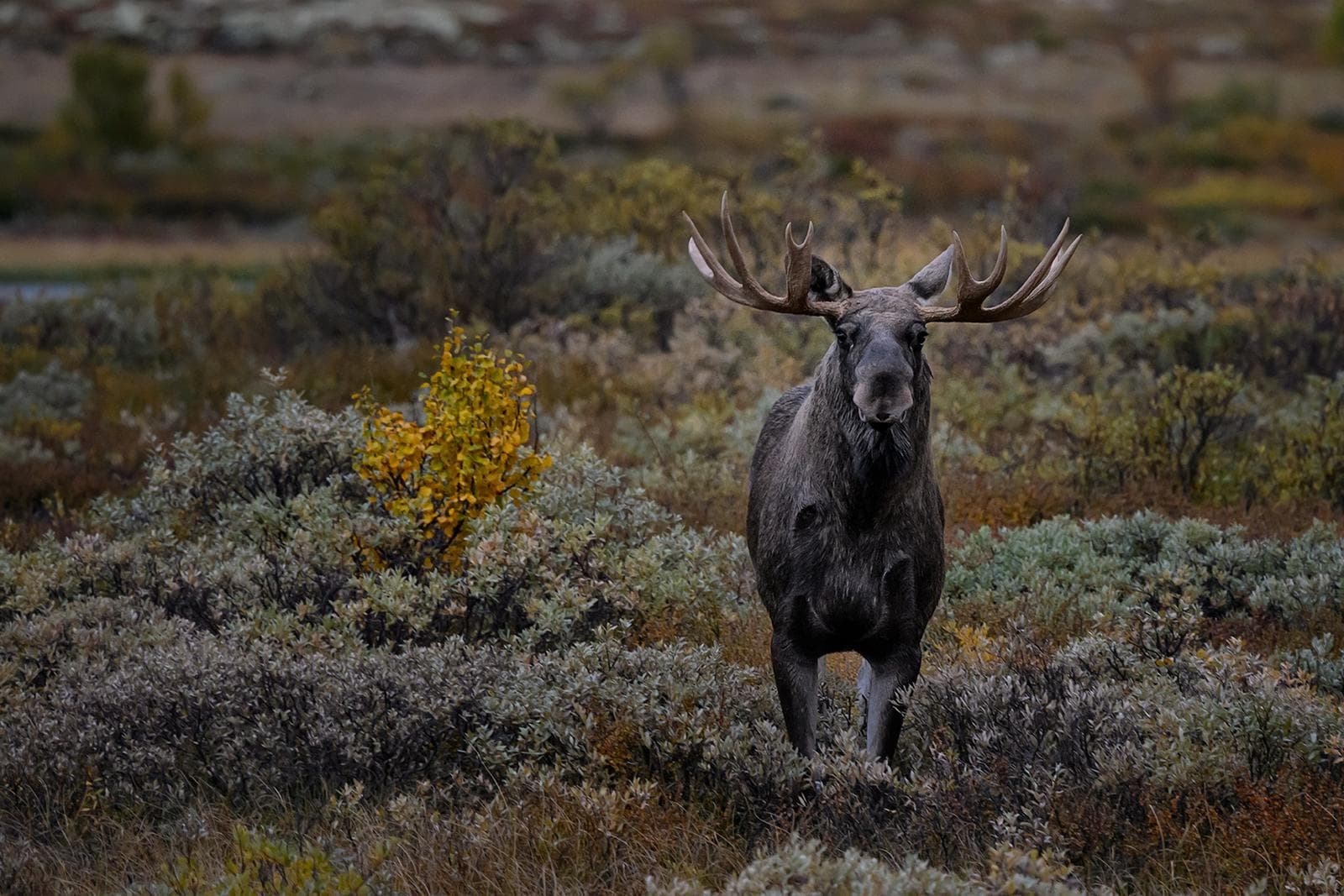 Moskusokser på Dovre i høstfarger 2026 — 10