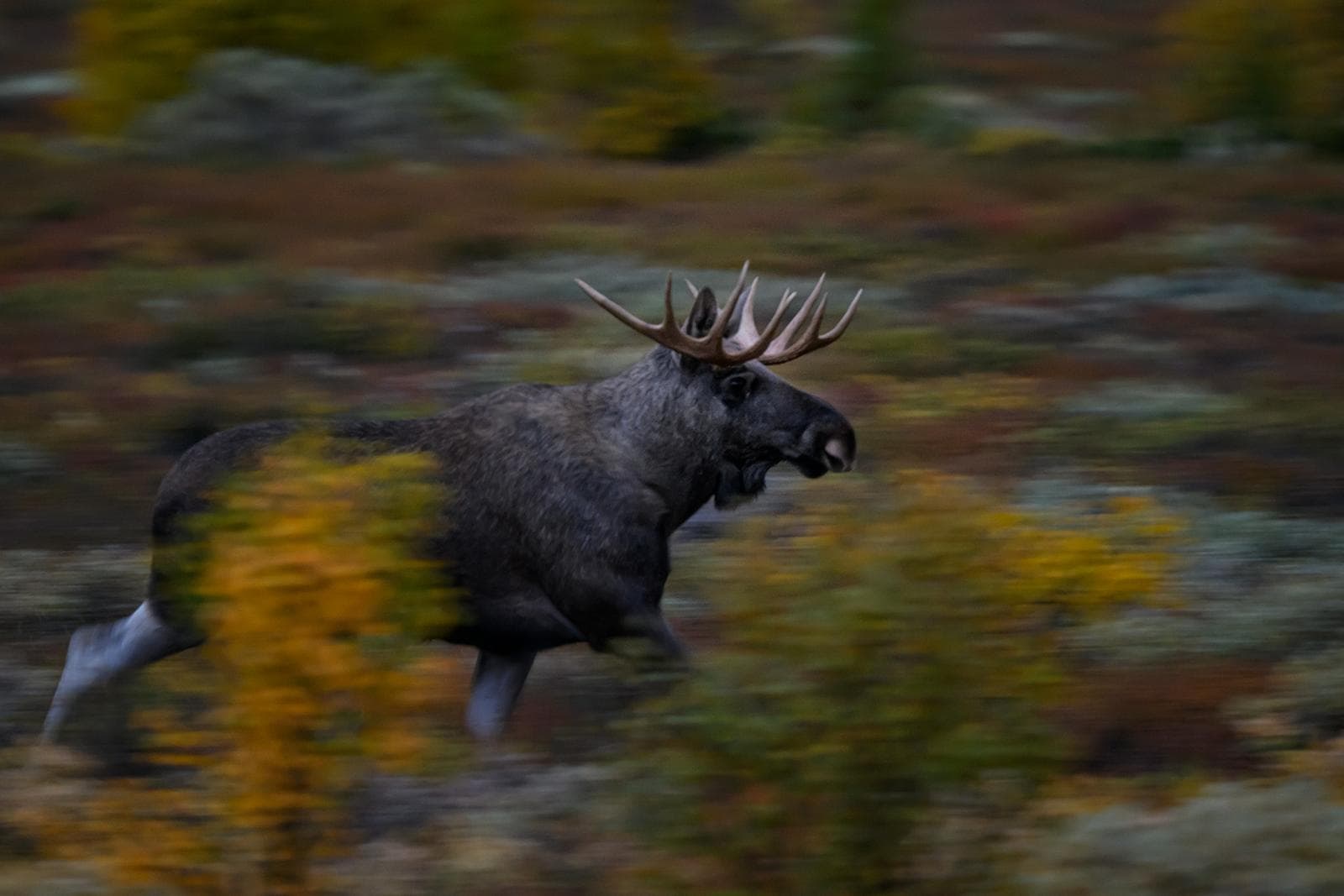 Moskusokser på Dovre i høstfarger 2026 — 5