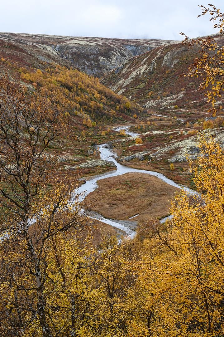 Moskusokser på Dovre i høstfarger 2026 — 13