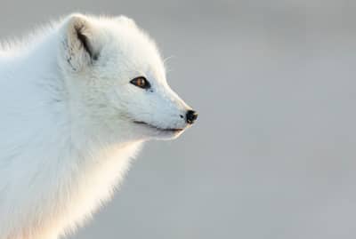 Fjellrev Island — 8